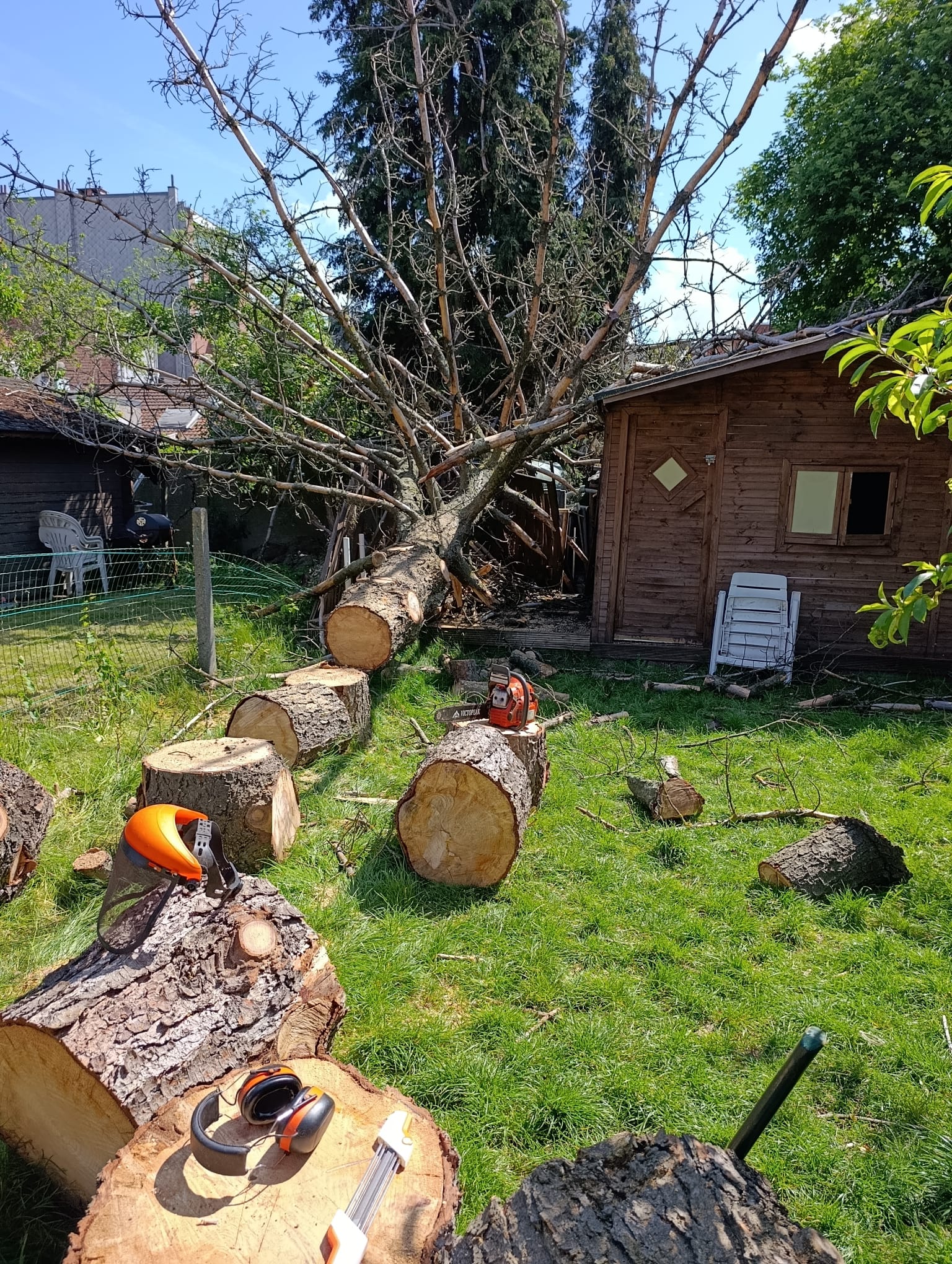 Boom vellen met kettingzaag door EMR Tuinwerken