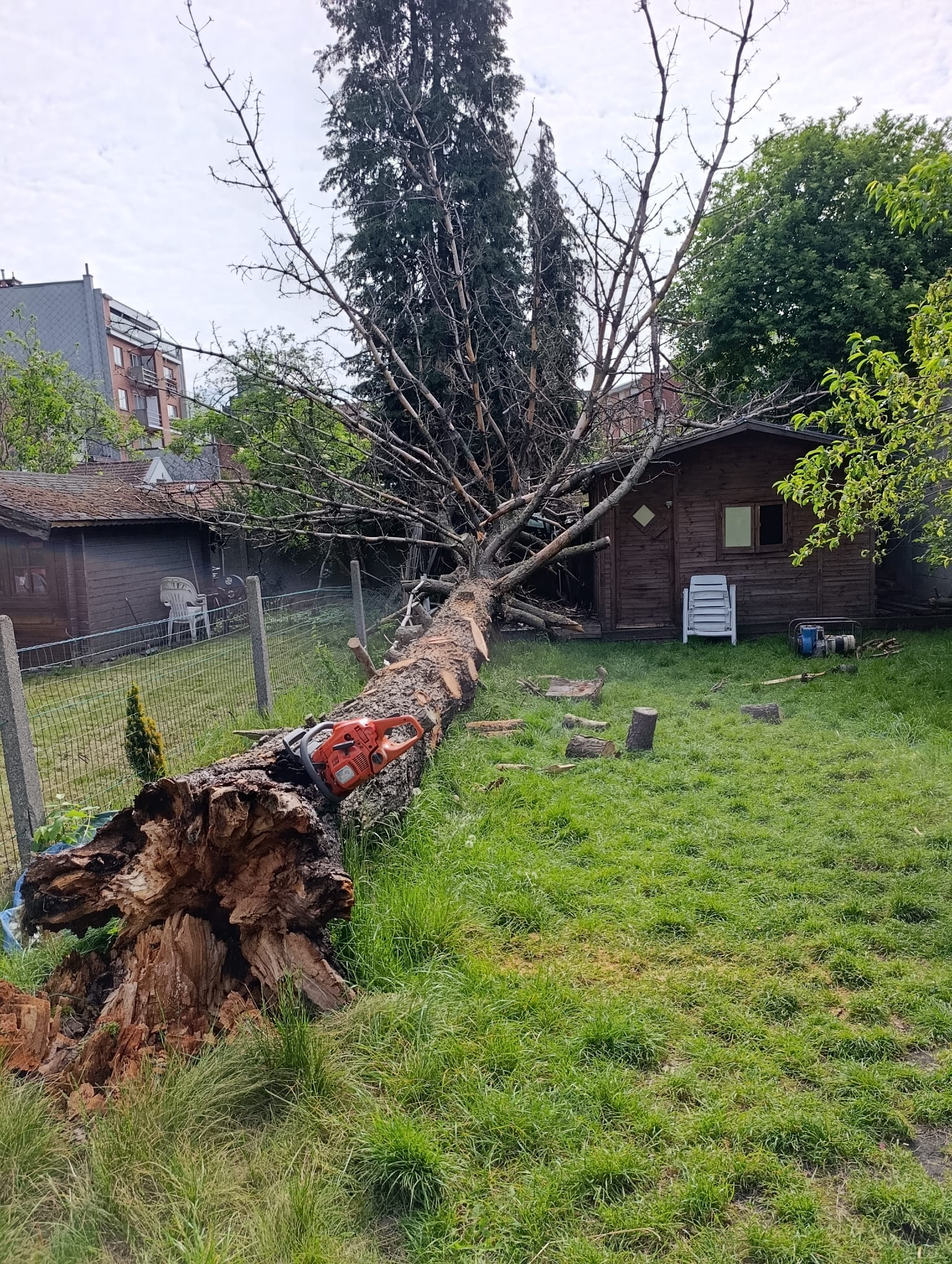 Zaagwerk aan een gevelde boomstam