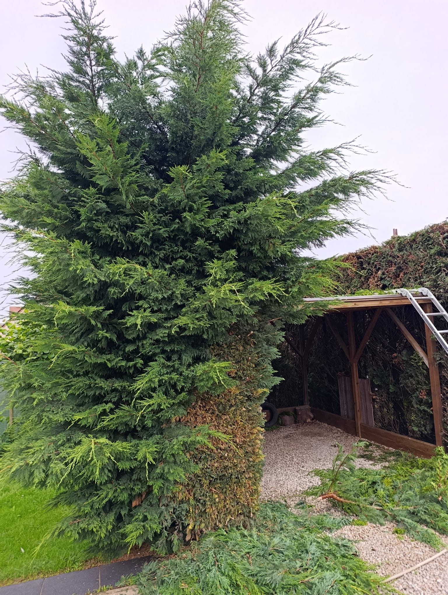 Hegsnoei door EMR Tuinwerken
