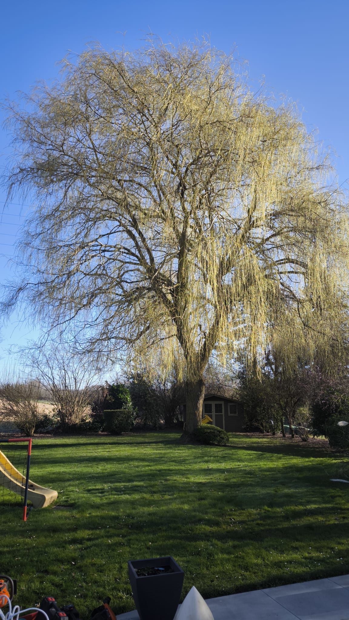 Treurwilg in een verzorgde tuin